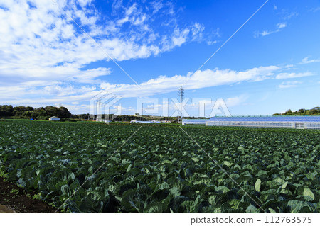 Scenery of cabbage fields in Miura 112763575