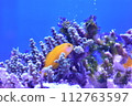 隱藏在珊瑚中的黃魚 112763597
