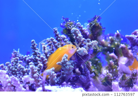 隱藏在珊瑚中的黃魚 隱藏在珊瑚中的黃魚 112763597