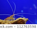 水族館裡的紅蝦 112763598