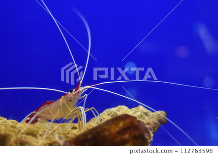red shrimp in the aquarium red shrimp in the aquarium 112763598