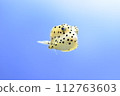 少年魚的幼魚 112763603