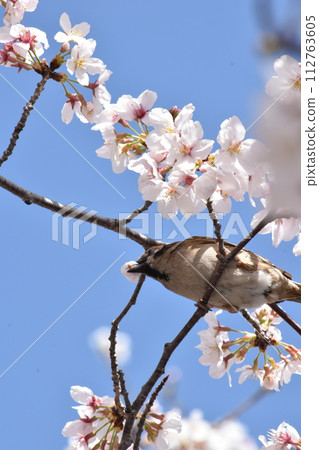 櫻花櫻花 櫻花櫻花 112763605