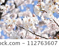 發光在春天藍天的櫻花 112763607