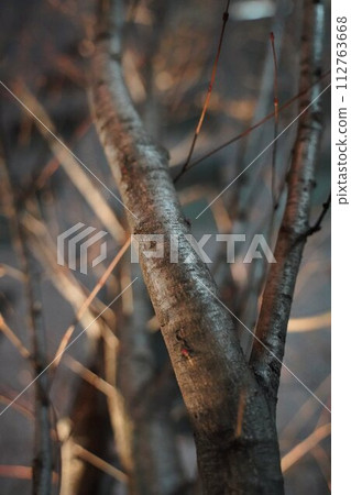 沒有葉子的樹枝 沒有葉子的樹枝 112763668