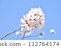盛開的櫻花在藍天中閃耀 112764174