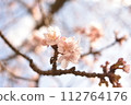 櫻花盛開預示著春天的到來 112764176