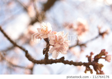 櫻花盛開預示著春天的到來 112764176