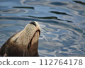 海獅從水中窺視 112764178