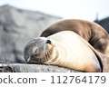 海獅睡午覺 112764179