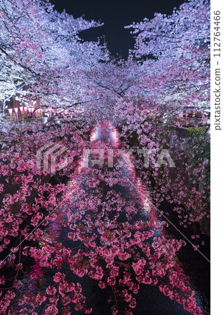 目黑川的夜櫻變成粉紅色和淺藍色 112764466