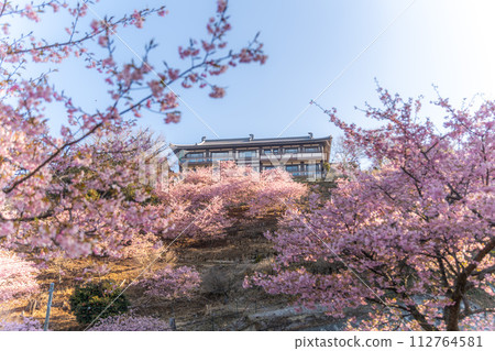 Sakuragawa City, Ibaraki Prefecture, Amehiki Kannon Kawazuzakura Sakuragawa City, Ibaraki Prefecture, Amehiki Kannon Kawazuzakura 112764581