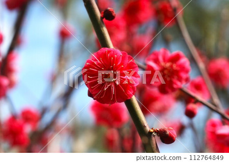 Kagoshima Beni with red plum blossoms Kagoshima Beni with red plum blossoms 112764849