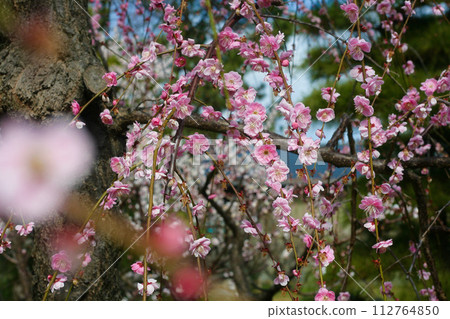 Fuji Botan no yumei plum Fuji Botan no yumei plum 112764850