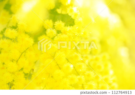 Yellow background soft focus mimosa 5 112764913