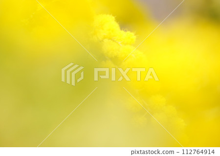 Yellow background soft focus mimosa 4 112764914
