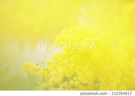 黃色背景軟焦點含羞草 1 黃色背景軟焦點含羞草 1 112764917