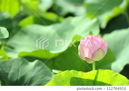 Lotus flowers seen in the countryside 112764918