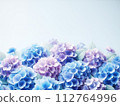 Rainy season hydrangea copy space 112764996