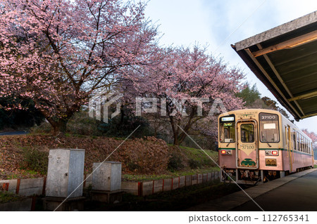 Great catch of cherry blossoms at Nakane Station, Hitachinaka Seaside Railway Minato Line, Hitachinaka City, Ibaraki Prefecture 112765341