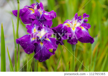 Famous flowers of irises 112765365