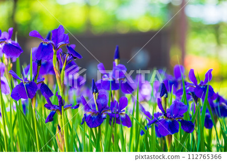 It's a real iris It's a real iris 112765366