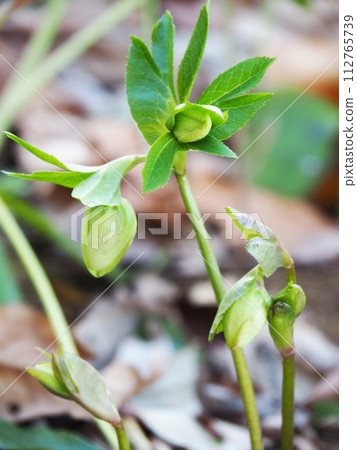 聖誕玫瑰花蕾 聖誕玫瑰花蕾 112765739