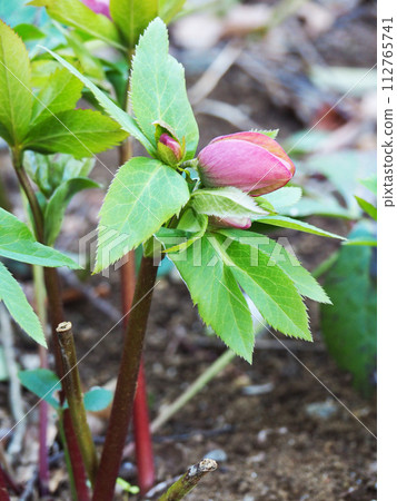 Christmas rose bud 112765741