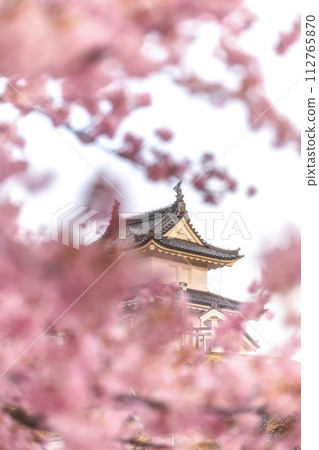 Kawazu cherry blossoms in Utsunomiya Castle Ruins Park, Utsunomiya City, Tochigi Prefecture 112765870