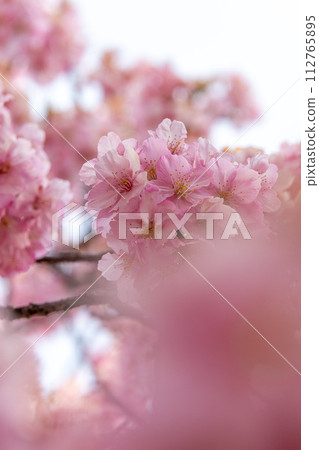 Kawazu cherry blossoms in Utsunomiya Castle Ruins Park, Utsunomiya City, Tochigi Prefecture Kawazu cherry blossoms in Utsunomiya Castle Ruins Park, Utsunomiya City, Tochigi Prefecture 112765895