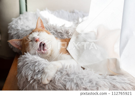 Yawning cat brown tiger white Yawning cat brown tiger white 112765921