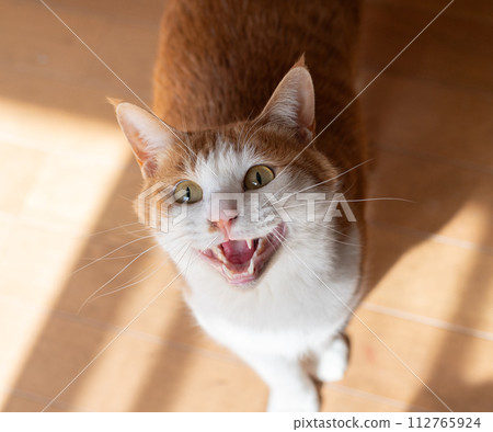 A cat that meows and appeals, brown tabby white A cat that meows and appeals, brown tabby white 112765924