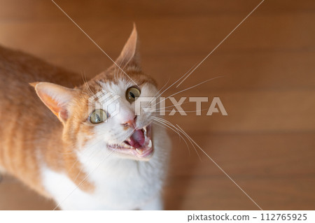 A cat that meows and appeals, brown tabby white 112765925