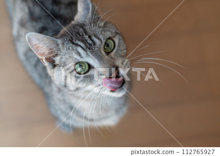 Cat looking up Sabatra cat Cat looking up Sabatra cat 112765927