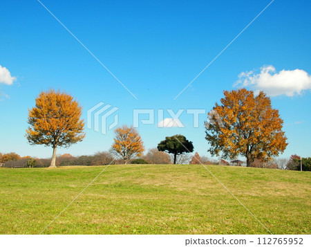 Meadow and forest landscape of Misato Park with trees with yellow leaves in winter 112765952