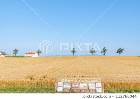 Summer fairy tale hill in Memanbetsu, Hokkaido, a popular tourist spot where the ears of wheat shine golden-yellow Summer fairy tale hill in Memanbetsu, Hokkaido, a popular tourist spot where the ears of wheat shine golden-yellow 112766044
