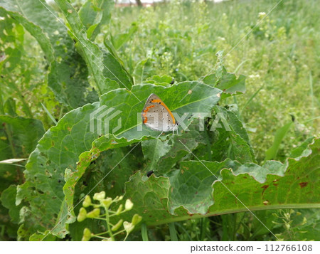 棲息在葉子上的山艾樹 112766108