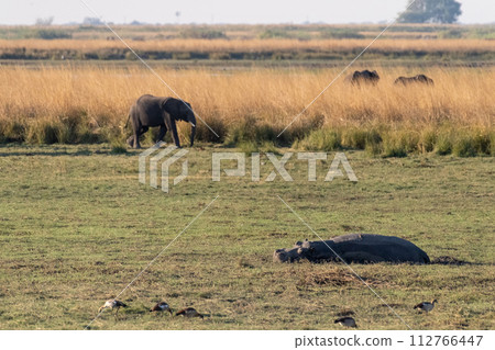 Hippo resting on land Hippo resting on land 112766447