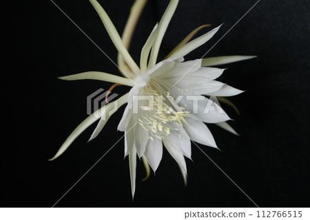 十三夜美人花20231005 十三夜美人花20231005 112766515