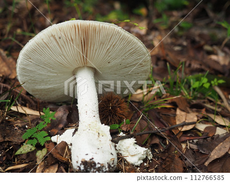 white mushroom found in the forest white mushroom found in the forest 112766585