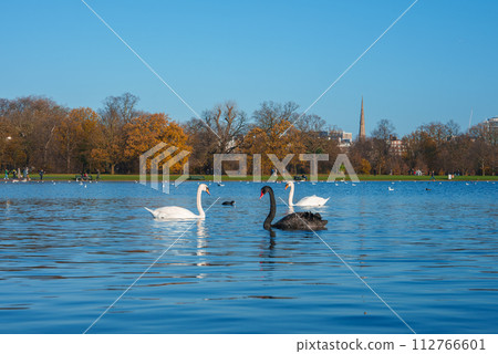 A serene lake scene with a white swan and a rare black swan in a London park, surrounded by trees with autumn leaves and a distant church spire against a blue sky. A serene lake scene with a white swan and a rare black swan in a London park, surrounded by trees with autumn leaves and a distant church spire against a blue sky. 112766601