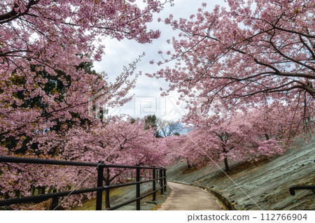 福島縣磐城市21世紀森林公園的河津櫻花 112766904