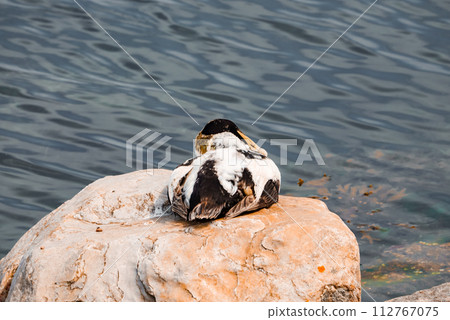 A serene duck with white and black plumage rests on a smooth rock by calm bluegrey waters, likely in a park or nature reserve in Copenhagen, Denmark, or Malmo, Sweden. A serene duck with white and black plumage rests on a smooth rock by calm bluegrey waters, likely in a park or nature reserve in Copenhagen, Denmark, or Malmo, Sweden. 112767075