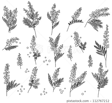 含羞草花黑白插圖集 112767212