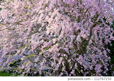 豐田市 Sonomanma 公園 垂枝櫻花盛開 豐田市 Sonomanma 公園 垂枝櫻花盛開 112767250