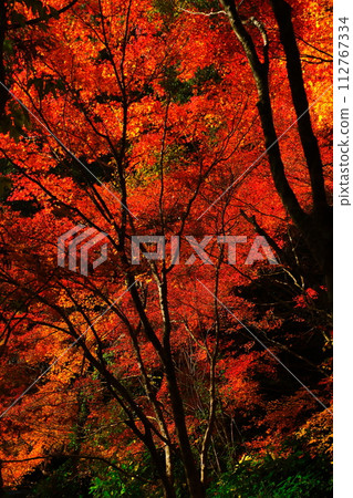 Oyada Shrine Momiji Valley Oyada Shrine Momiji Valley 112767334