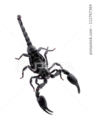 Black scorpions isolated on a white background 112767364
