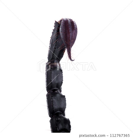 Black scorpions isolated on a white background Black scorpions isolated on a white background 112767365