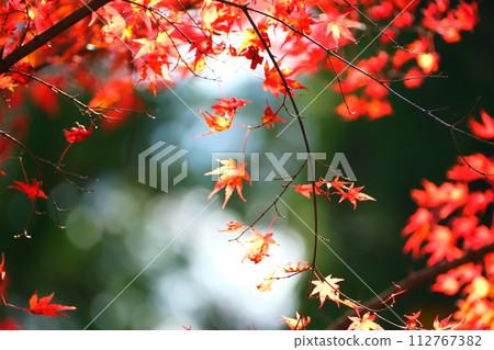 Oyada Shrine Momiji Valley 112767382