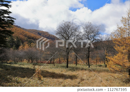 【固定價格】入笠山（大原濕地）的紅葉秋景 112767395